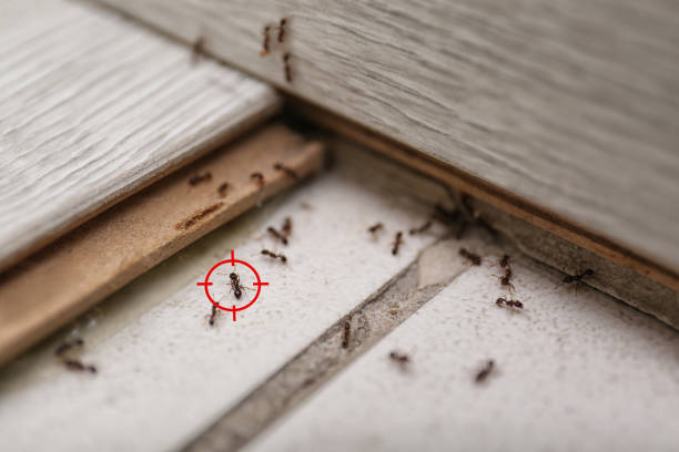 Best Insect Control  in Ponca City, OK