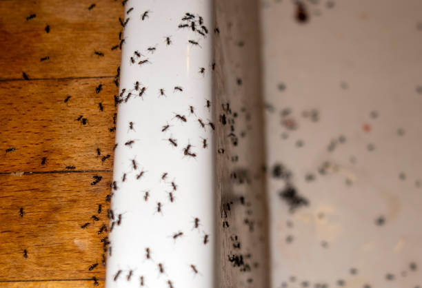 Flea Control Services in Ponca City, OK