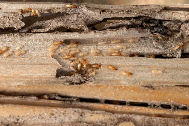 Wildlife Control Services in Ponca City, OK